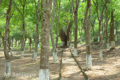 Aquilaria malaccensis